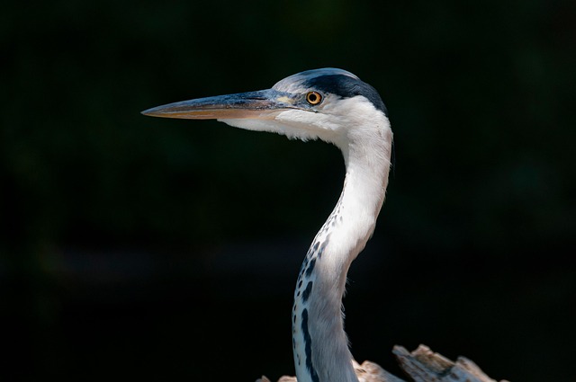 Wildlife Control
