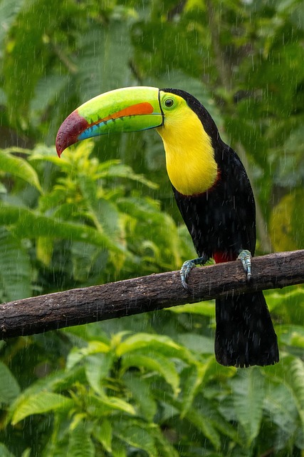 wildlife-control-640x480-26626741.jpeg