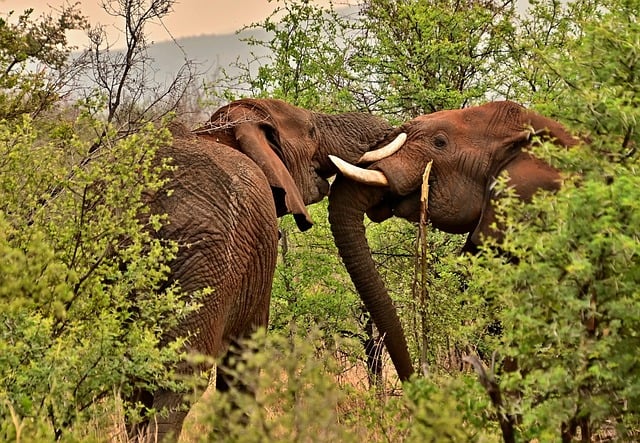 Wildlife Control