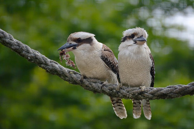 wildlife-control-640x480-33976651.jpeg