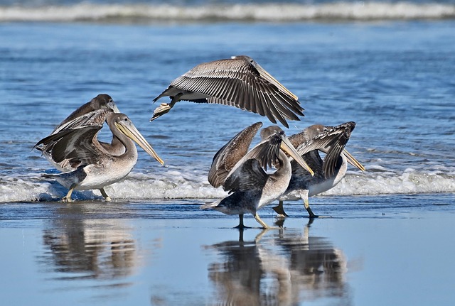 Wildlife Control