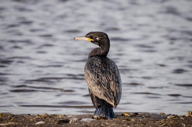 wildlife-control-640x480-39102923.jpeg