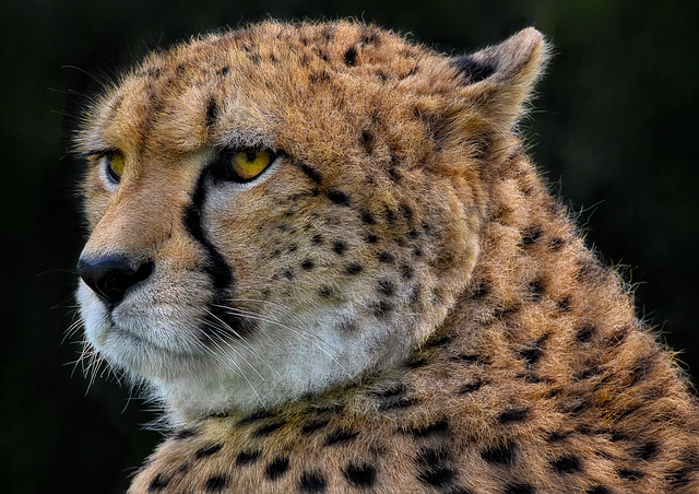 wildlife-control-640x480-41683808.png