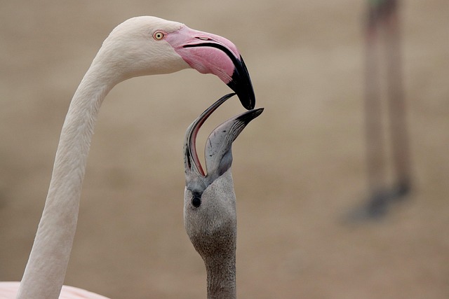 Wildlife Control