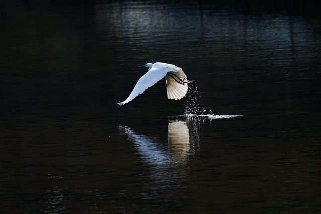 wildlife-control-640x480-44045079.jpeg