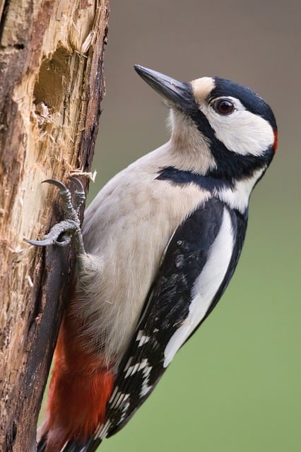 wildlife-control-640x480-6459143.jpeg