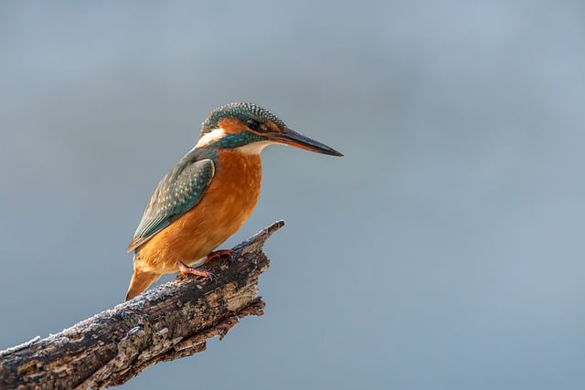 Wildlife Control