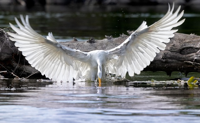 wildlife-control-640x480-76060706.jpeg