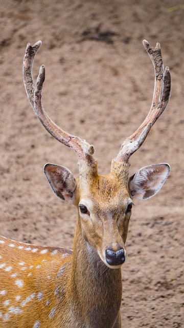 wildlife-control-640x480-81654083.jpeg