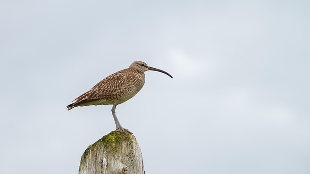 Wildlife Control