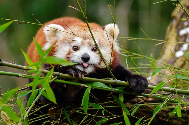 Wildlife Control