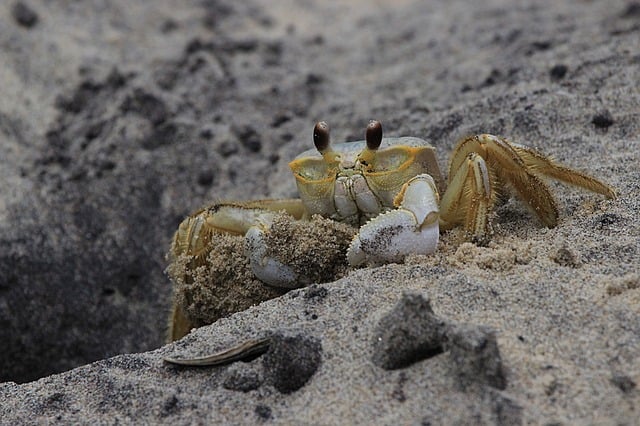 wildlife-control-640x480-9682252.jpeg