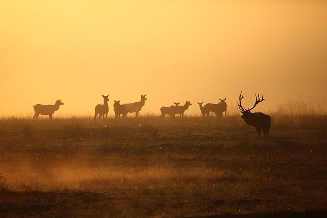 Wildlife Control
