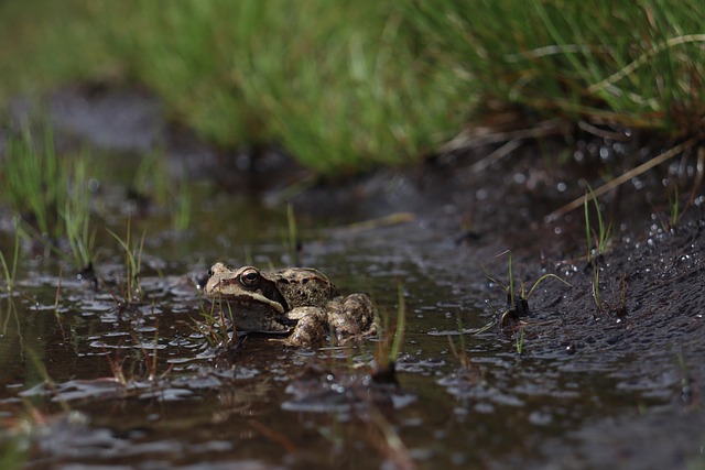 Wildlife Control