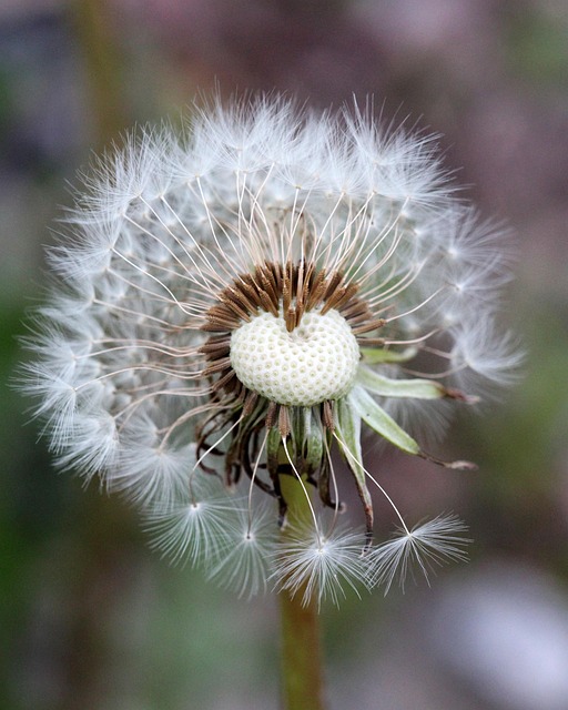 lawn-and-plant-640x480-12793980.jpeg