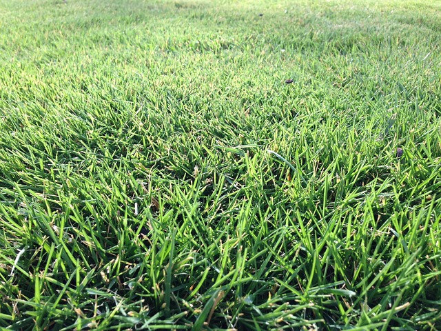 Lawn and Plant