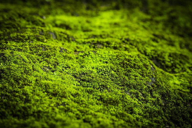 Lawn and Plant