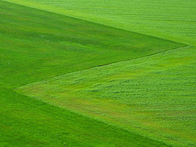 Lawn and Plant