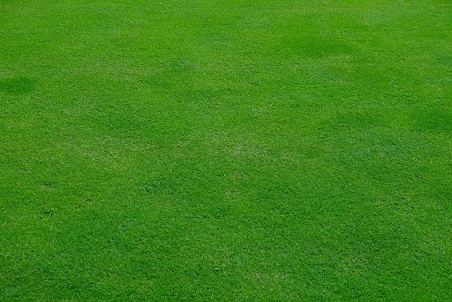 Lawn and Plant