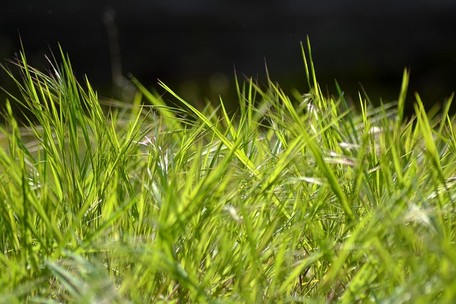 Lawn and Plant