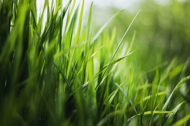 Lawn and Plant