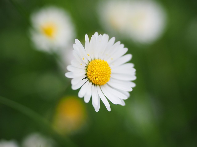 lawn-and-plant-640x480-57166834.jpeg