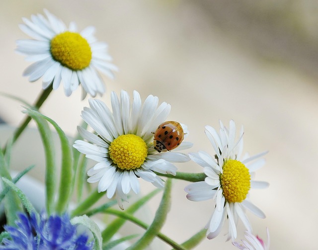 lawn-and-plant-640x480-58487406.jpeg