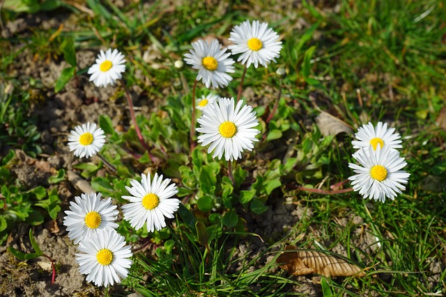 Lawn and Plant