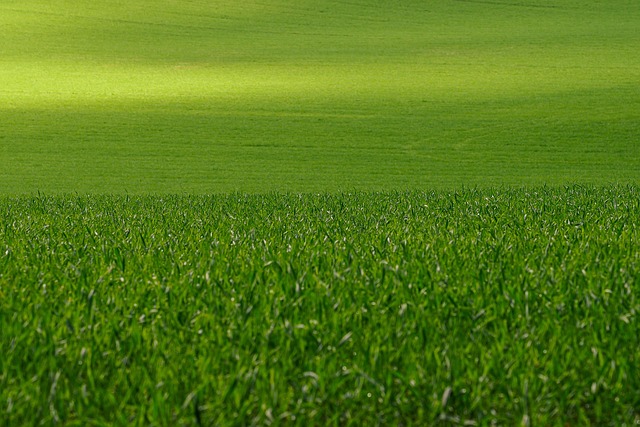 Lawn and Plant