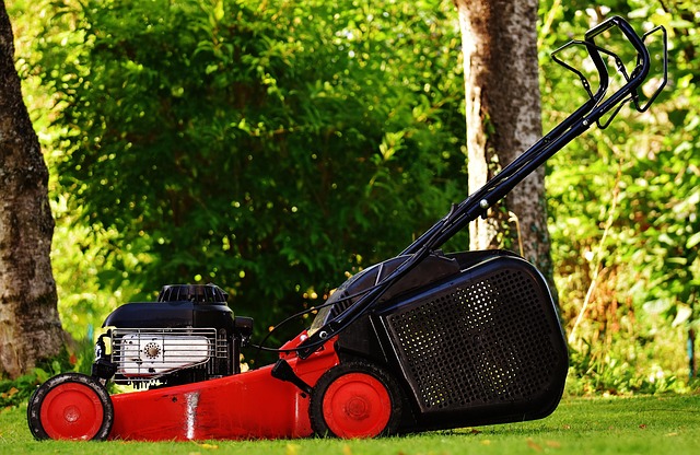 Lawn and Plant
