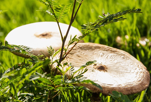 lawn-and-plant-640x480-62880534.jpeg