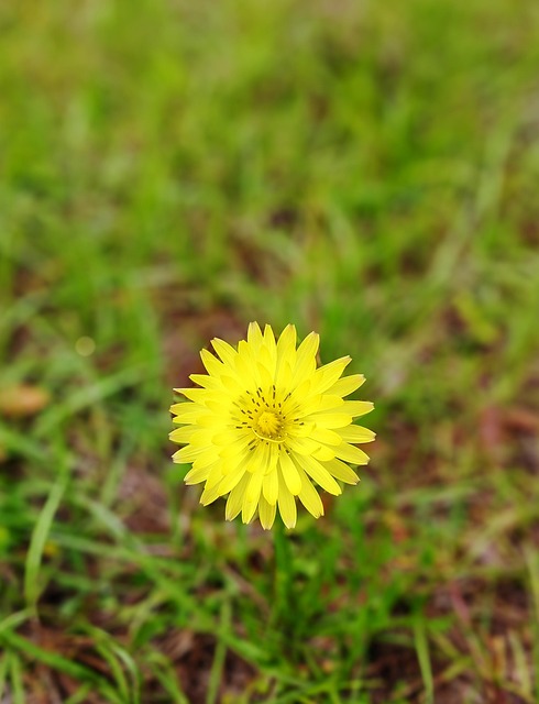 Lawn and Plant