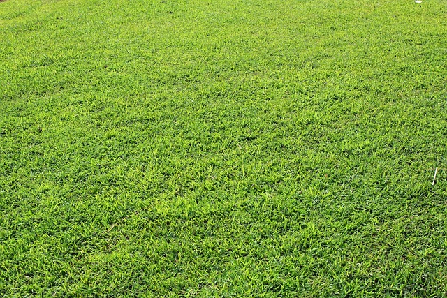 Lawn and Plant