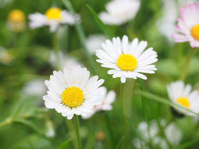 Lawn and Plant