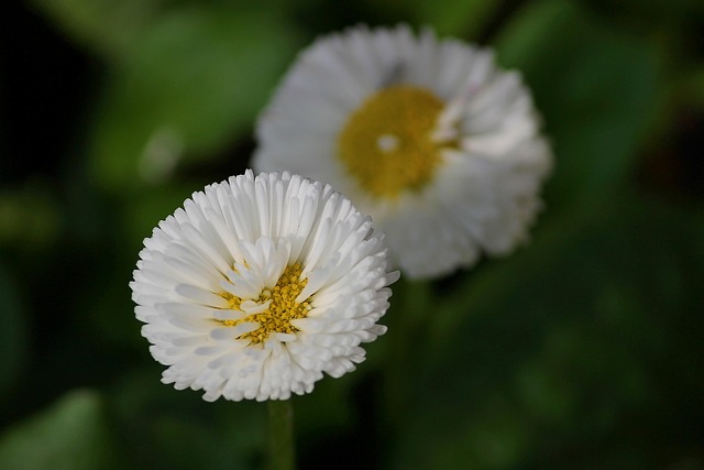 Lawn and Plant