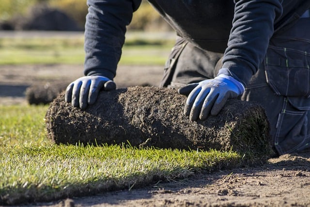 lawn-and-plant-640x480-95979213.jpeg