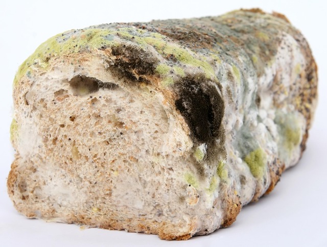 Mold Inspection