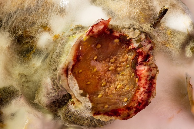 Mold Inspection