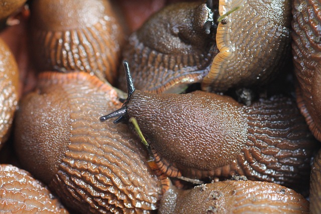 pest-control-640x480-1357621.jpeg