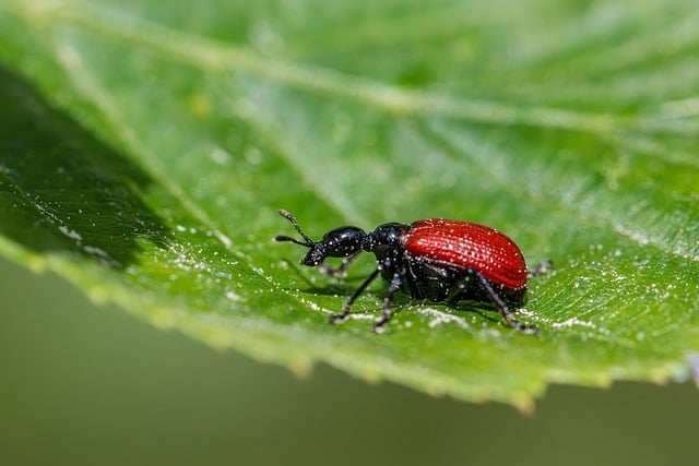 Pest Control