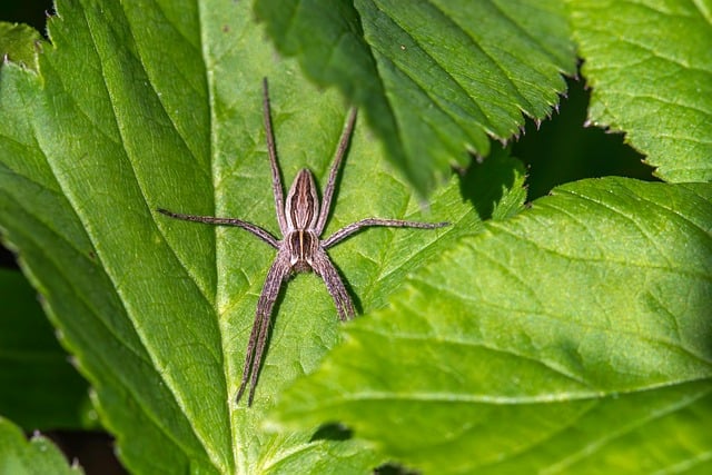 pest-control-640x480-26452778.jpeg
