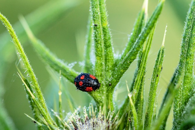 Pest Control