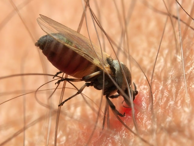 Pest Control