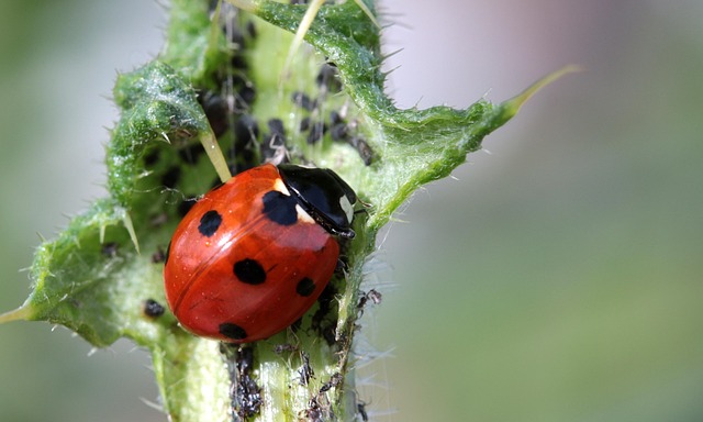 pest-control-640x480-72087669.jpeg