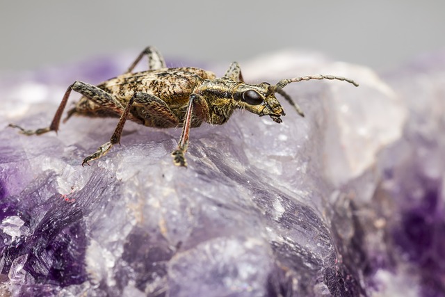 Pest Control