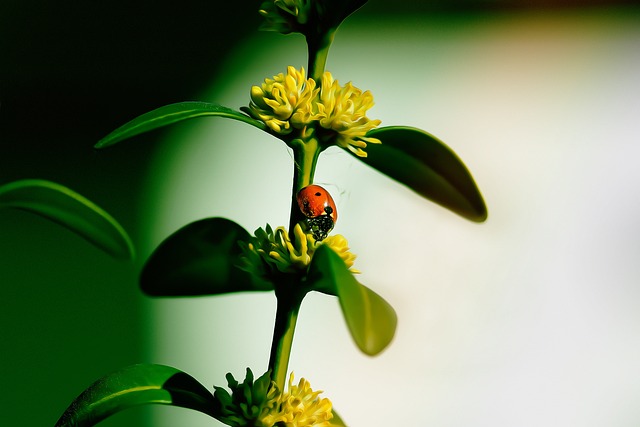pest-control-640x480-98174763.jpeg