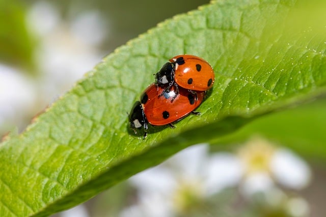 Pest Control