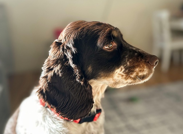 pet-insurance-640x480-14960708.jpeg