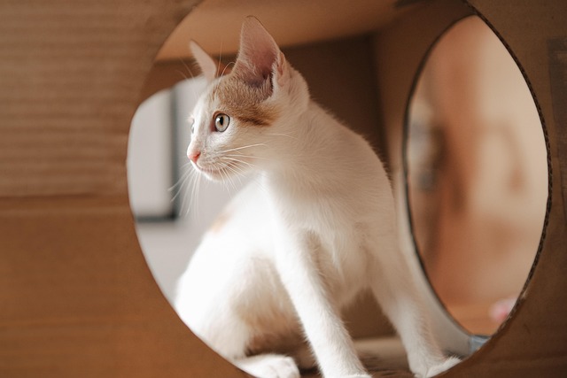 pet-insurance-640x480-18339807.jpeg