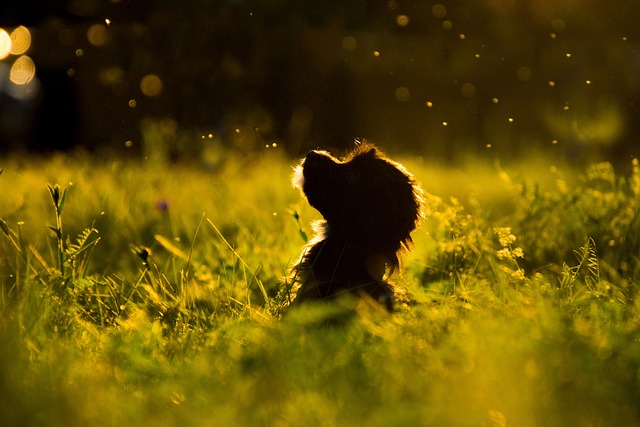 Pet Insurance